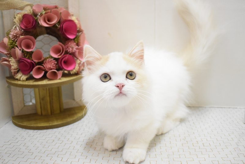 スコティッシュフォールド25-1068