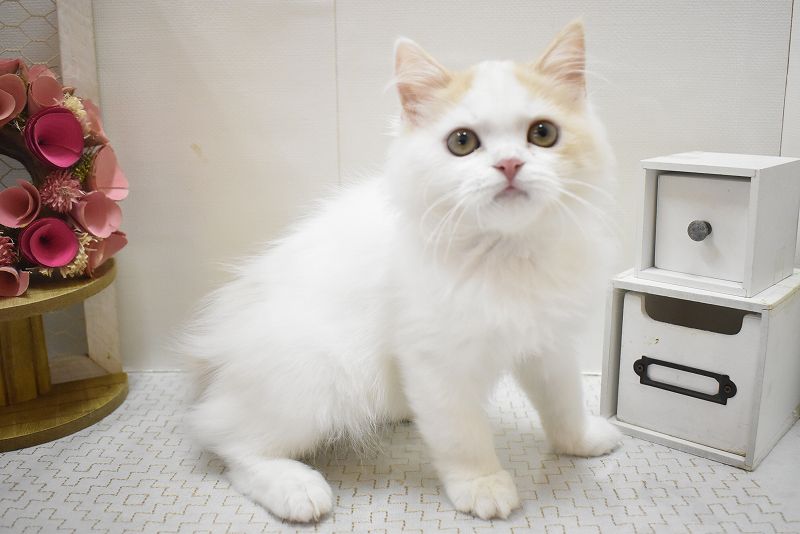 スコティッシュフォールド25-1068