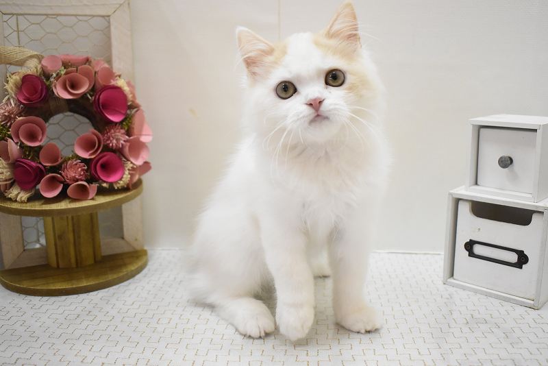 スコティッシュフォールド25-1068