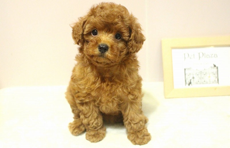 トイプードル25-0985