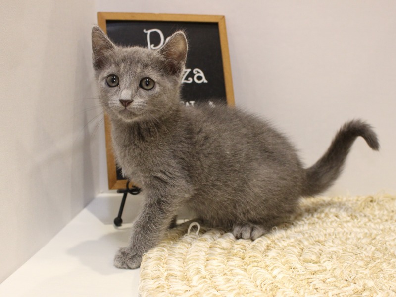 ロシアンブルー25-1028