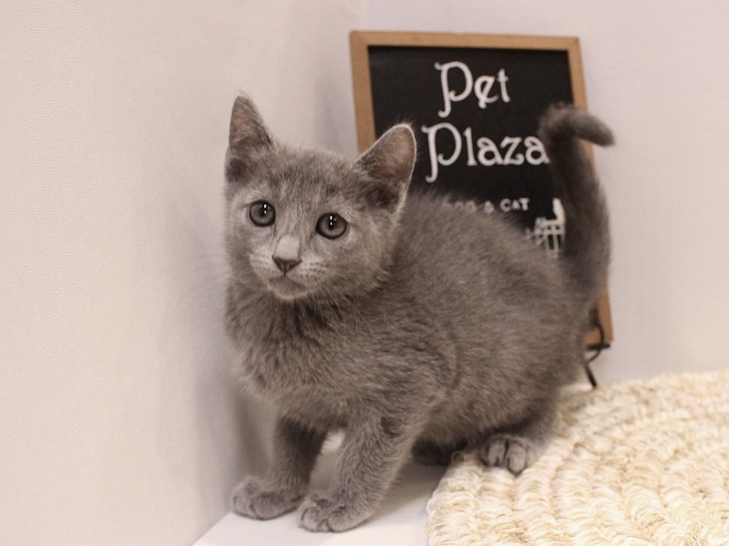 ロシアンブルー25-1028