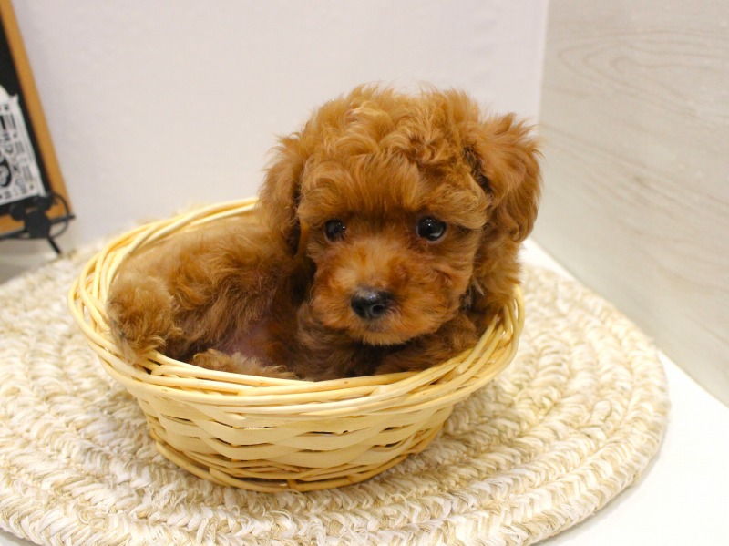 トイプードル25-1040