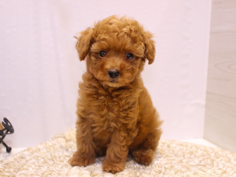 トイプードル25-1040