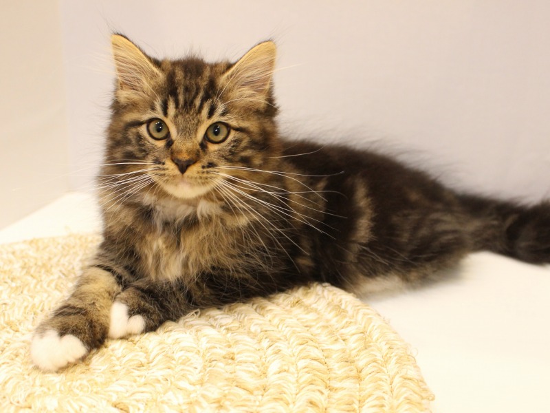 サイベリアン25-1051