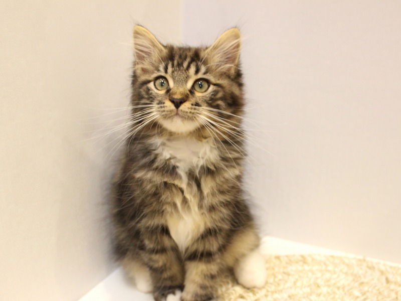 サイベリアン25-1051