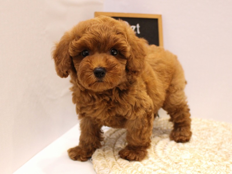 トイプードル25-1070