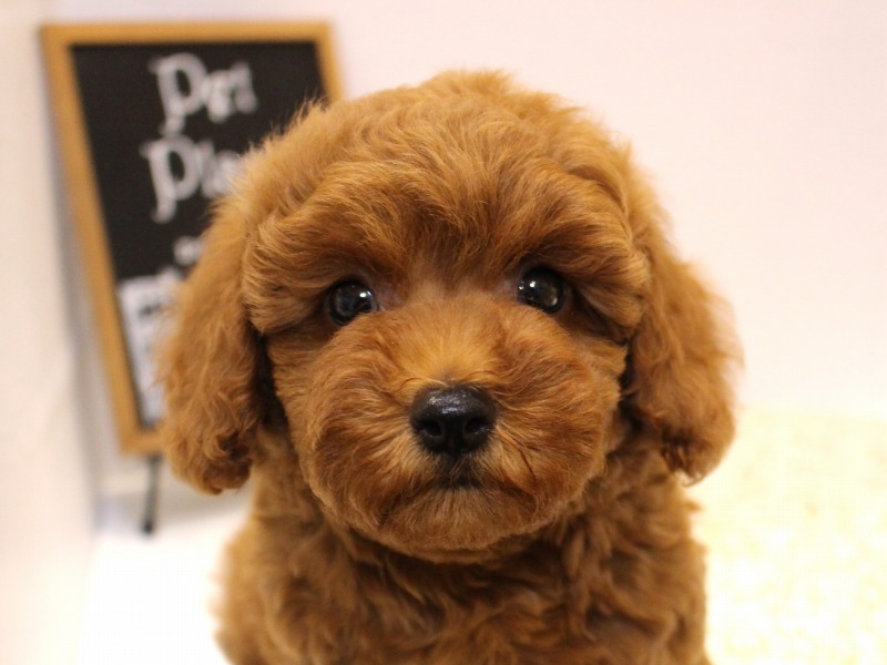 トイプードル25-1070