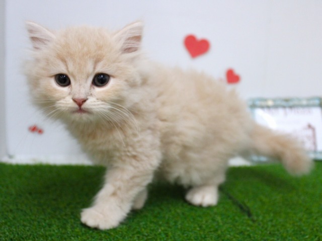 スコティッシュストレート25-1019