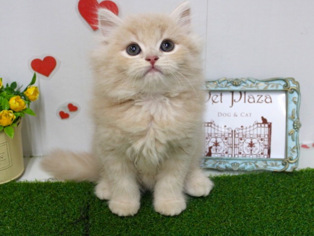 スコティッシュストレート25-1019