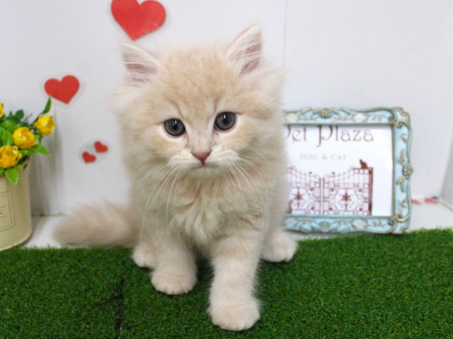 スコティッシュストレート25-1019