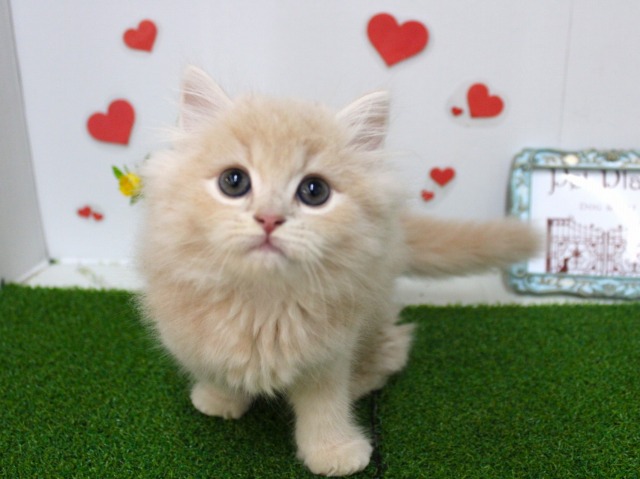 スコティッシュストレート25-1019