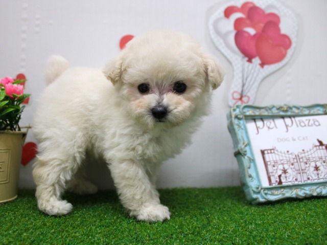 トイプードル25-1064