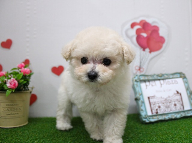 トイプードル25-1064