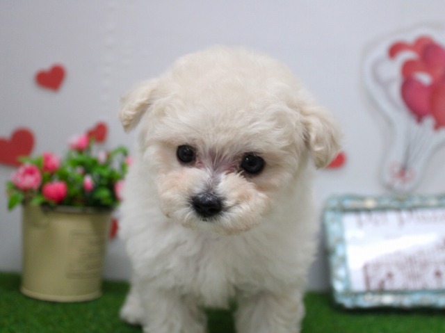 トイプードル25-1064