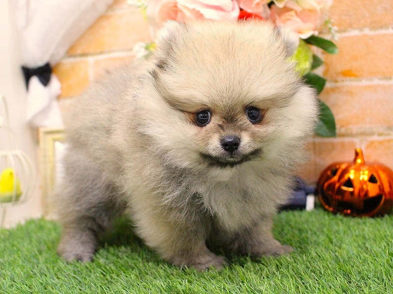 ポメラニアン25-0987