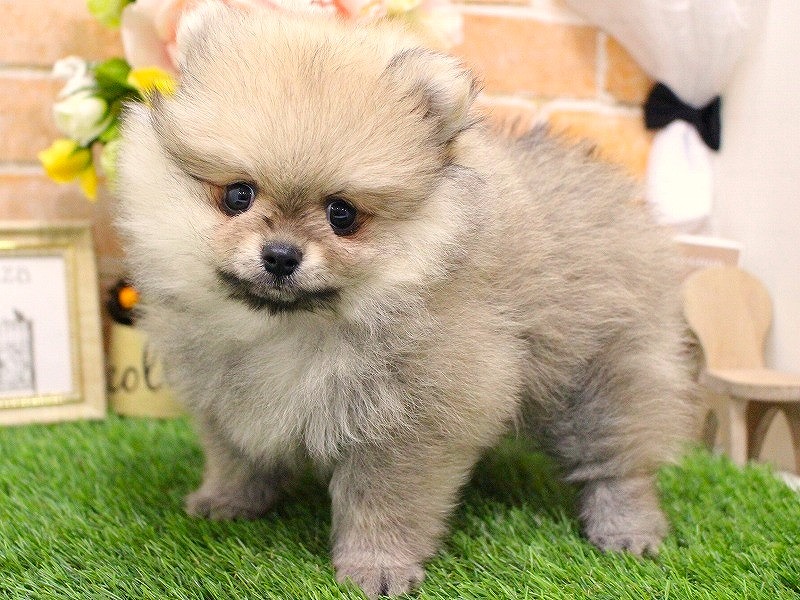 ポメラニアン25-0987