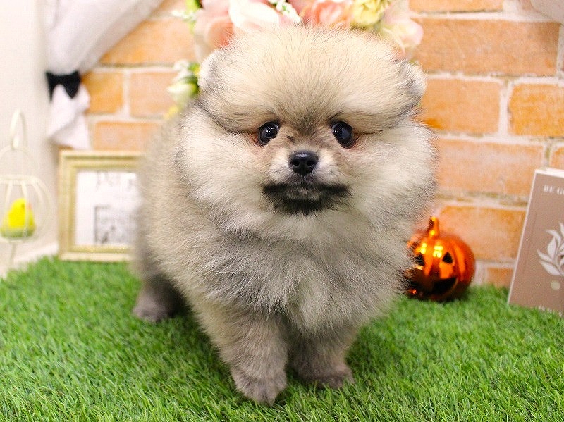 ポメラニアン25-0987