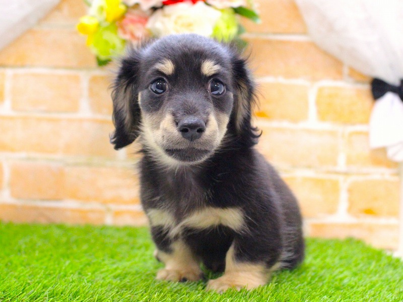 カニンヘンダックスフンド25-1073