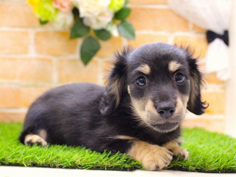 カニンヘンダックスフンド25-1073