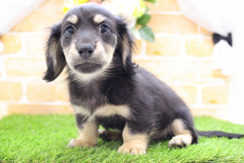 カニンヘンダックスフンド25-1073