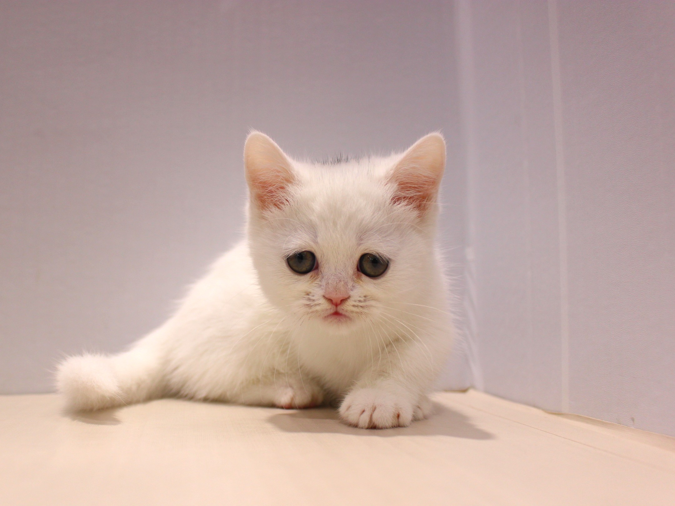 ミヌエット25-1015