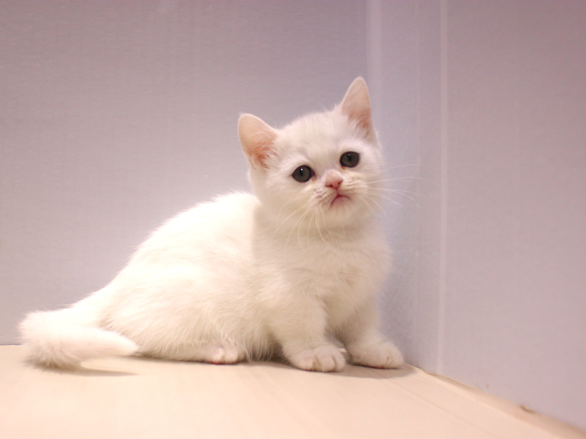 ミヌエット25-1015