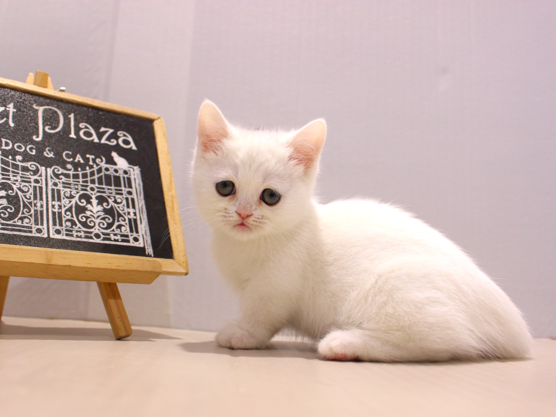 ミヌエット25-1015