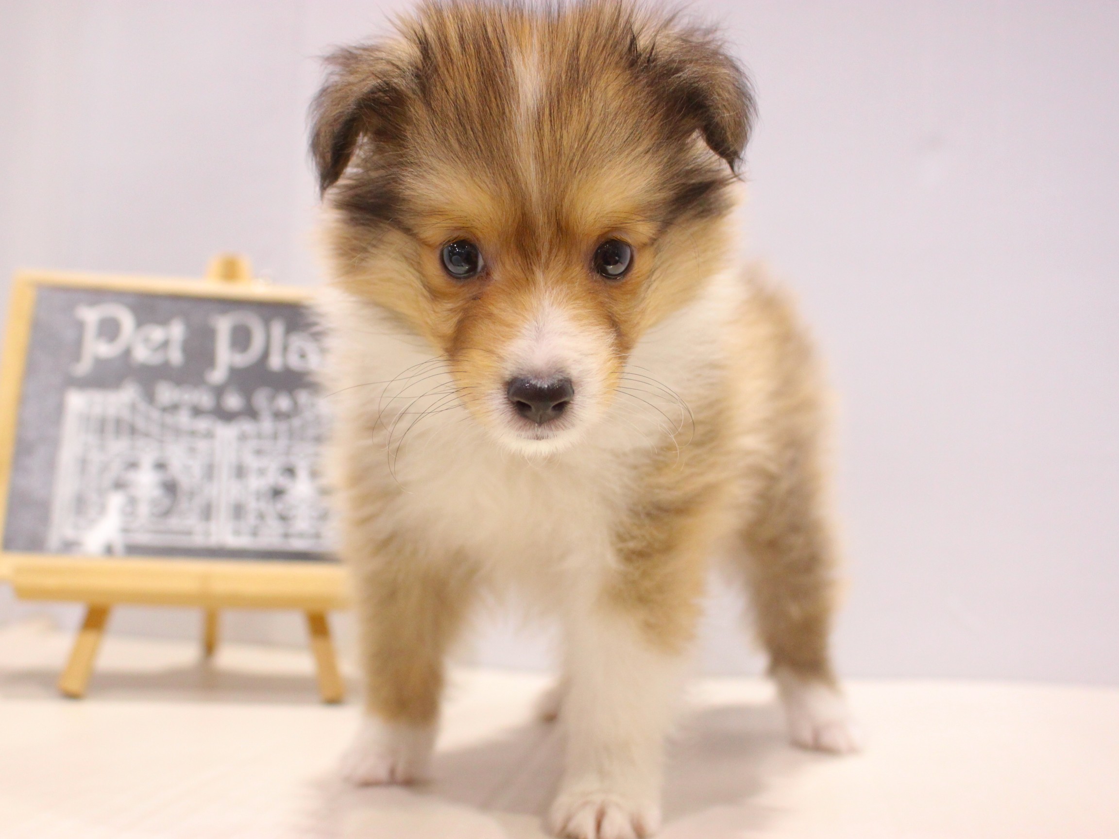 シェットランドシープドッグ25-1005