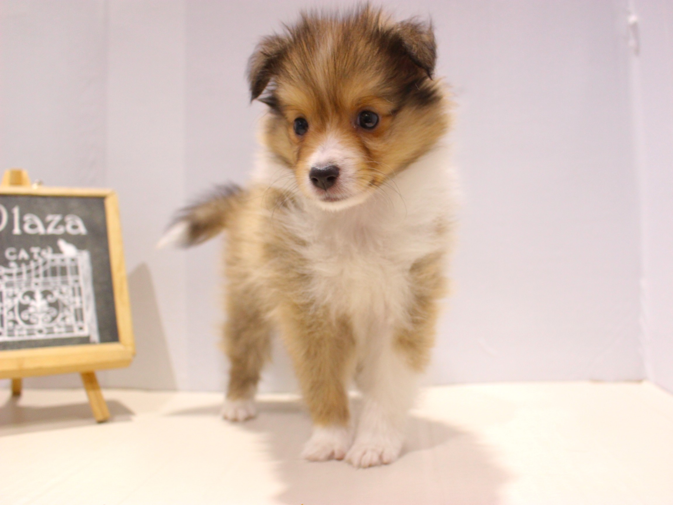 シェットランドシープドッグ25-1005