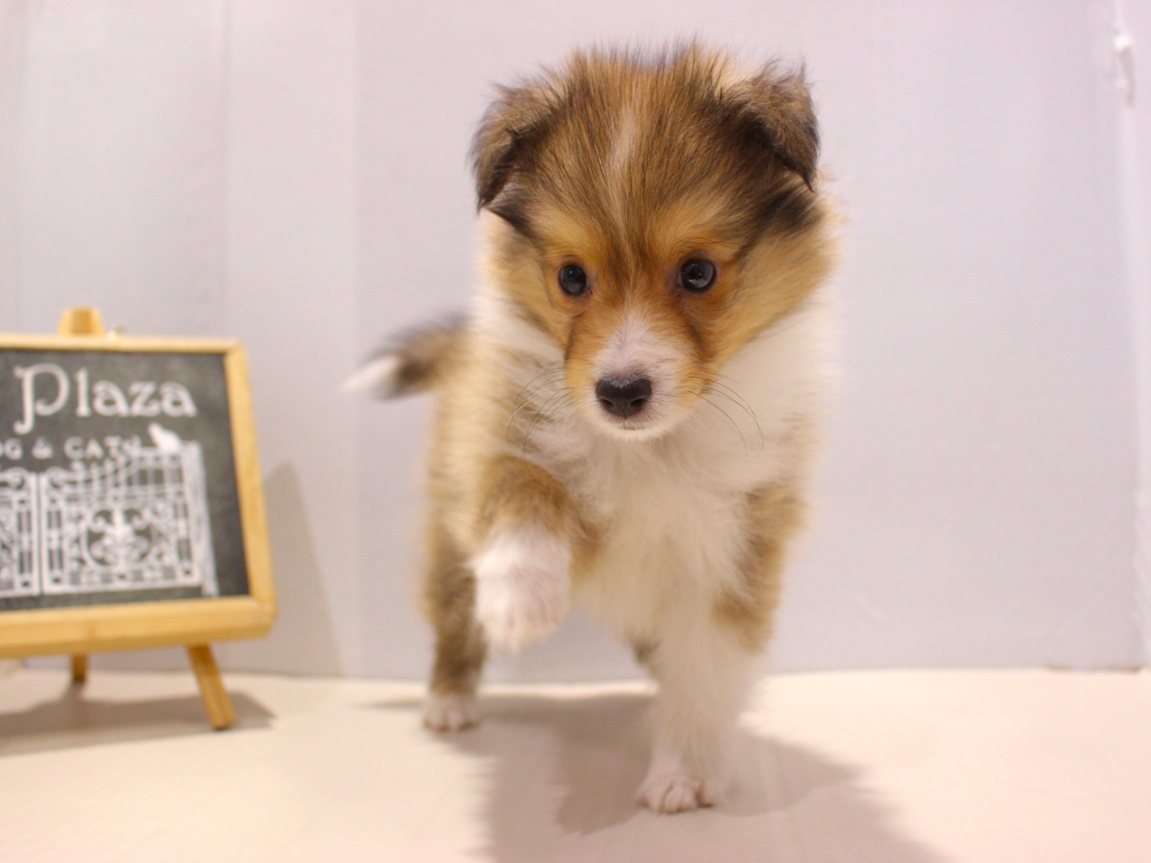 シェットランドシープドッグ25-1005