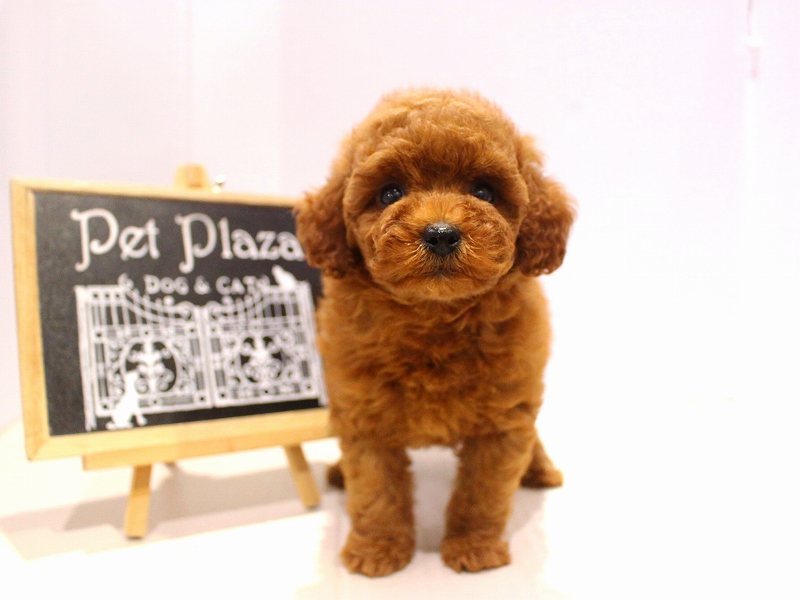 トイプードル25-1024