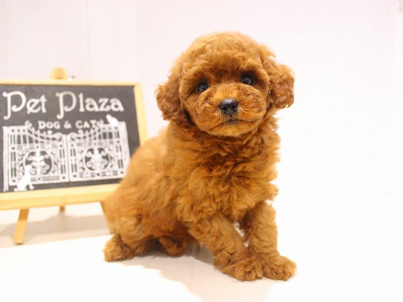 トイプードル25-1024