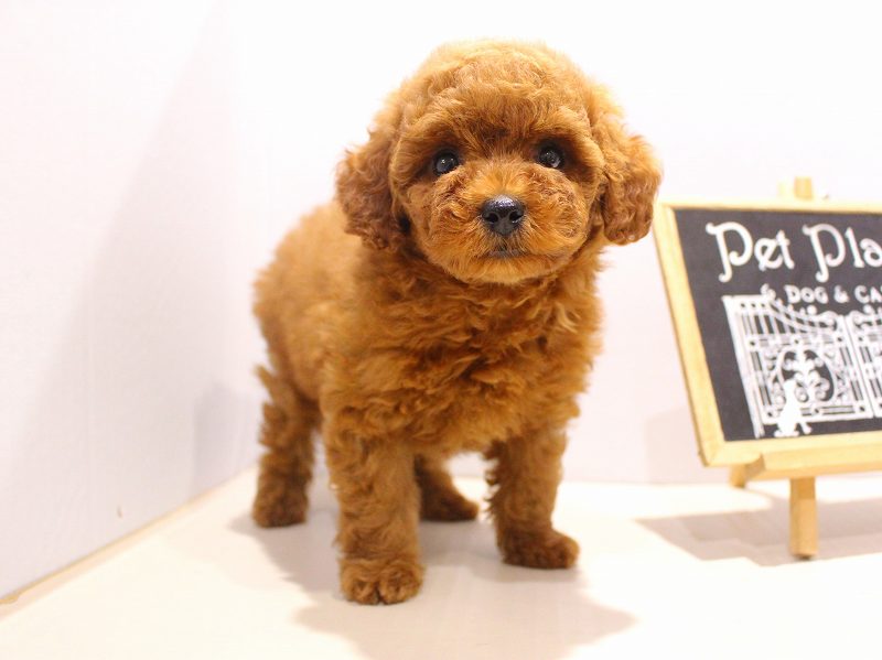 トイプードル25-1024