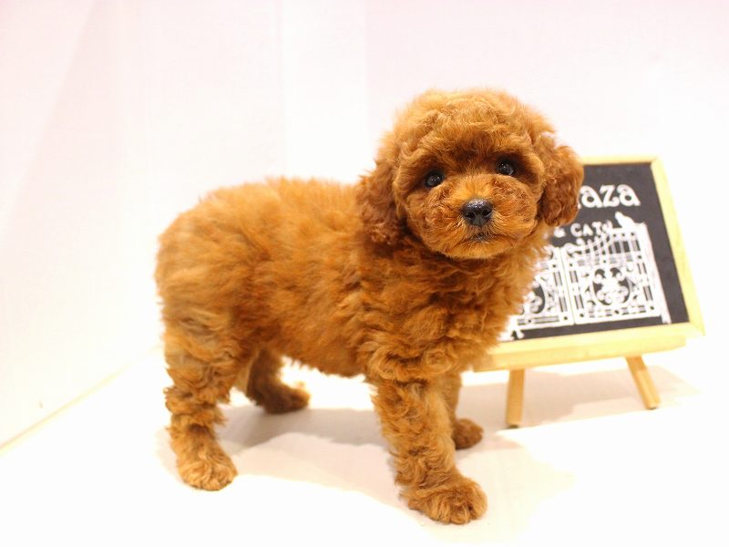 トイプードル25-1024