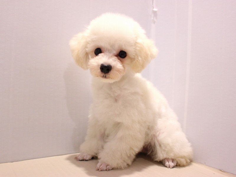 トイプードル25-0811