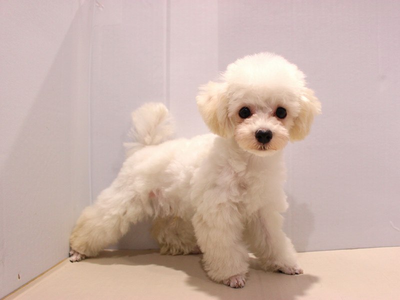 トイプードル25-0811