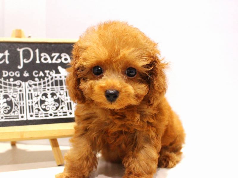 トイプードル25-1016