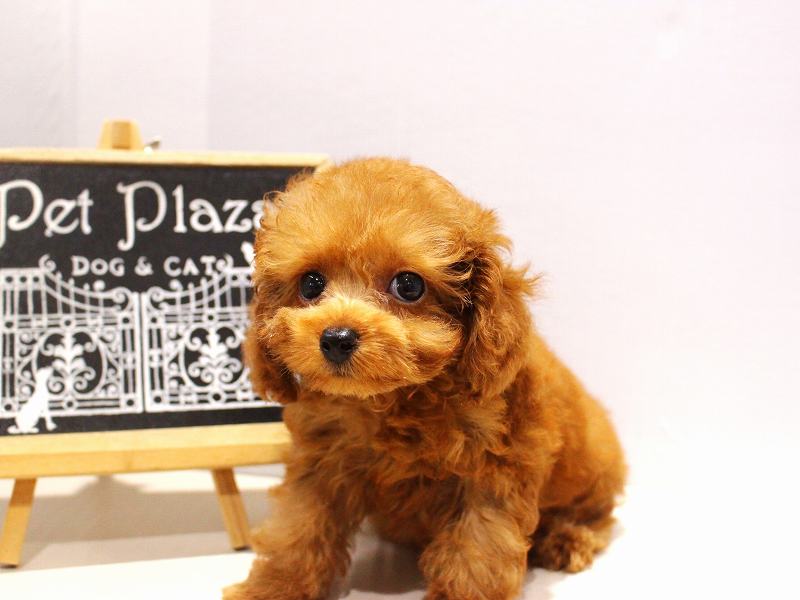 トイプードル25-1016