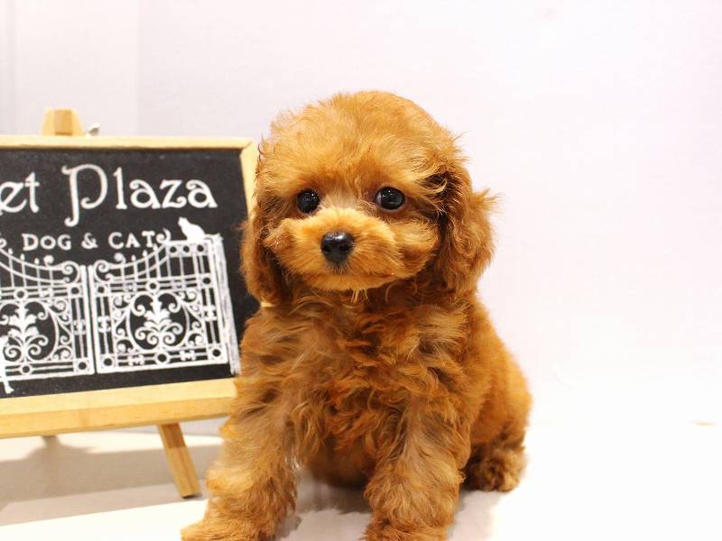 トイプードル25-1016