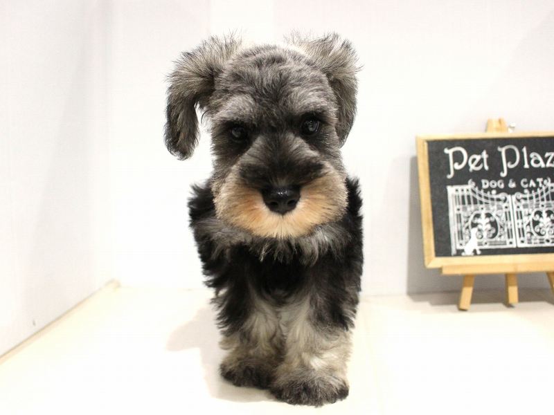 ミニチュアシュナウザー25-1031