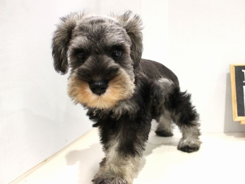 ミニチュアシュナウザー25-1031