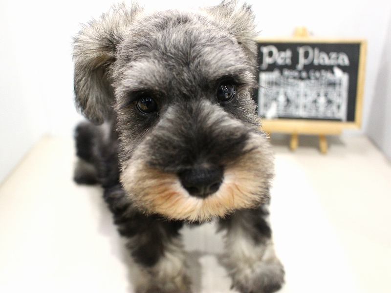 ミニチュアシュナウザー25-1031