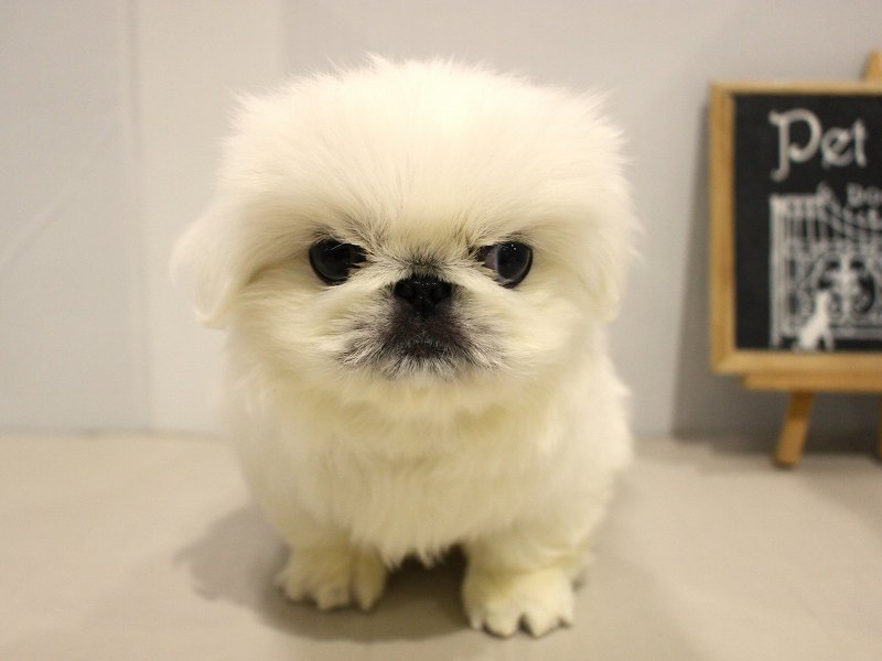 ペキニーズ25-1025