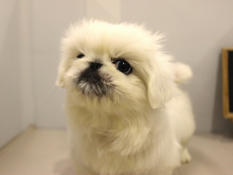 ペキニーズ25-1025