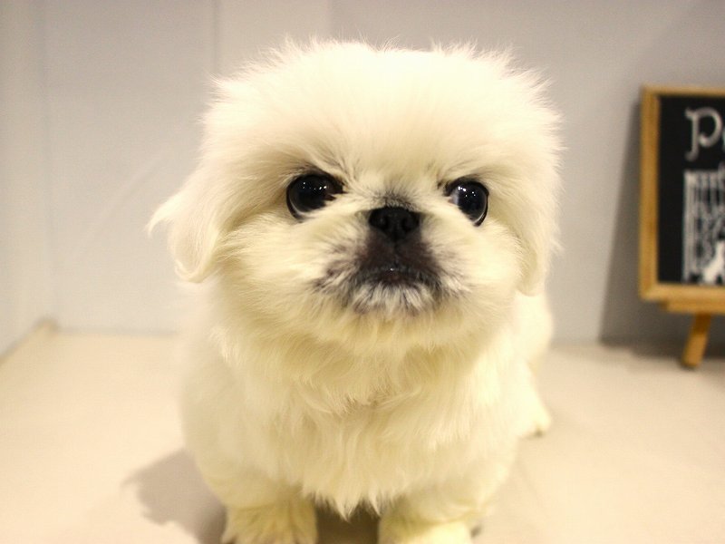 ペキニーズ25-1025