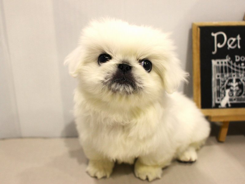 ペキニーズ25-1025