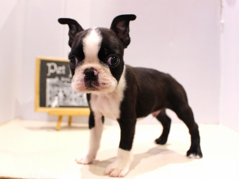 ボストンテリア25-1026