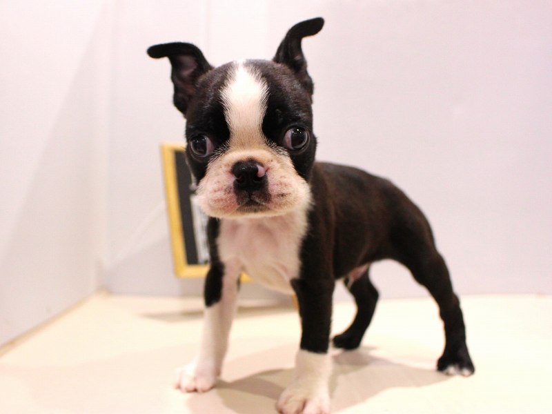 ボストンテリア25-1026