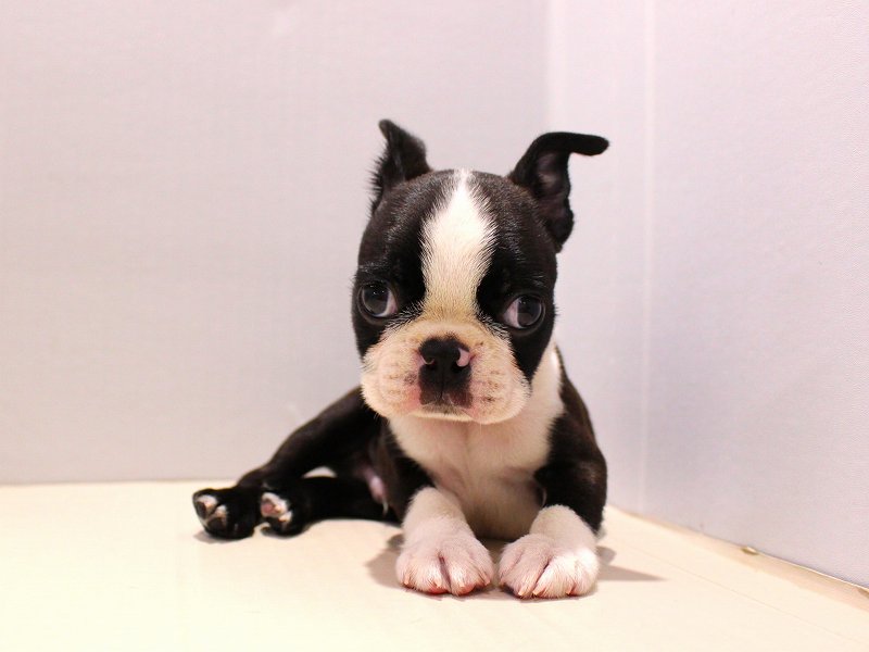 ボストンテリア25-1026